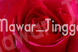 MAWAR_JINGGA Font