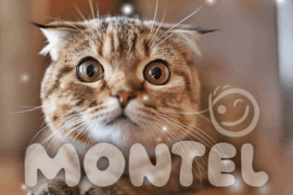 Montel Font