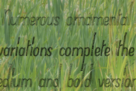 Typha Font Family