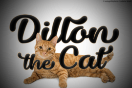 Dillon the Cat Font