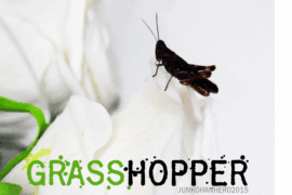 Grasshopper Z Font