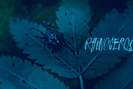 Rhinoceros Font Family