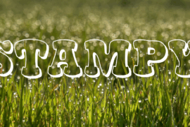 Stampy Font