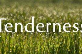 Tenderness Font