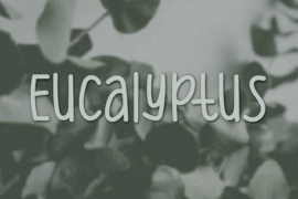 Eucalyptus Font