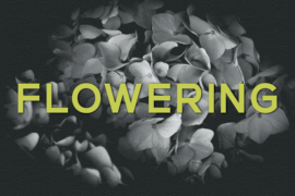 Flowering Font
