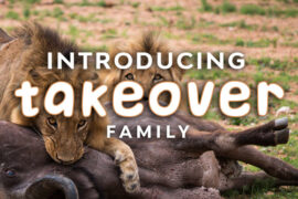 Takeover Font Family