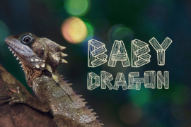 Image 6